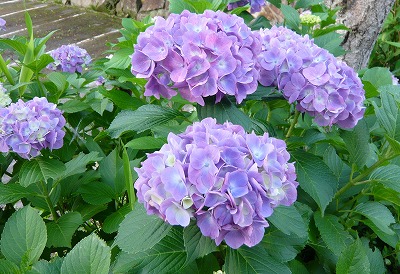紫陽花　写真
