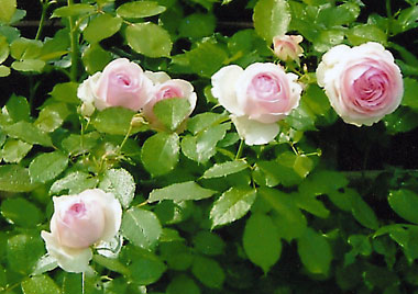 花の郷 滝谷花しょうぶ園 しだれ桜 しばざくら てっせん 花しょうぶ あじさい